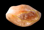 Prehistoric Tooth